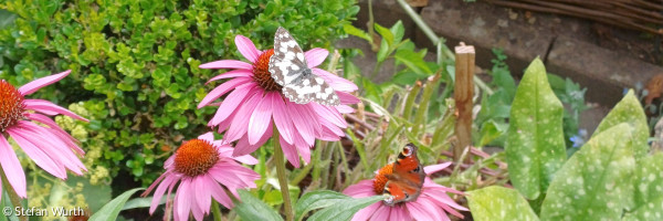 Pfauenauge und Schachbrett auf Fingerhutblüten