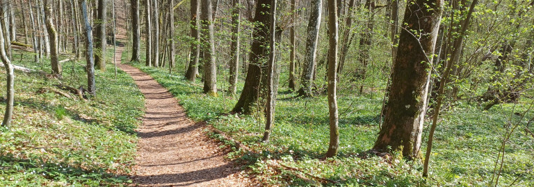Waldweg am Oberelsbach im Vorfrühling