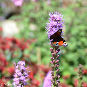 Schmetterling