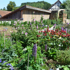 Blumenmeer